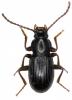 Stenohelops pyrenaeus